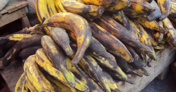 Secuestraron en la frontera mas de 100 kilos de cocaína en un cargamento de bananas