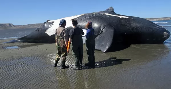 Ya son 13 las ballenas que aparecieron muertas en Chubut
